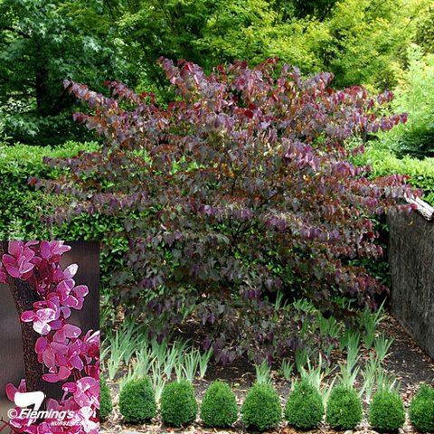 cercis_forest_pansy.jpg